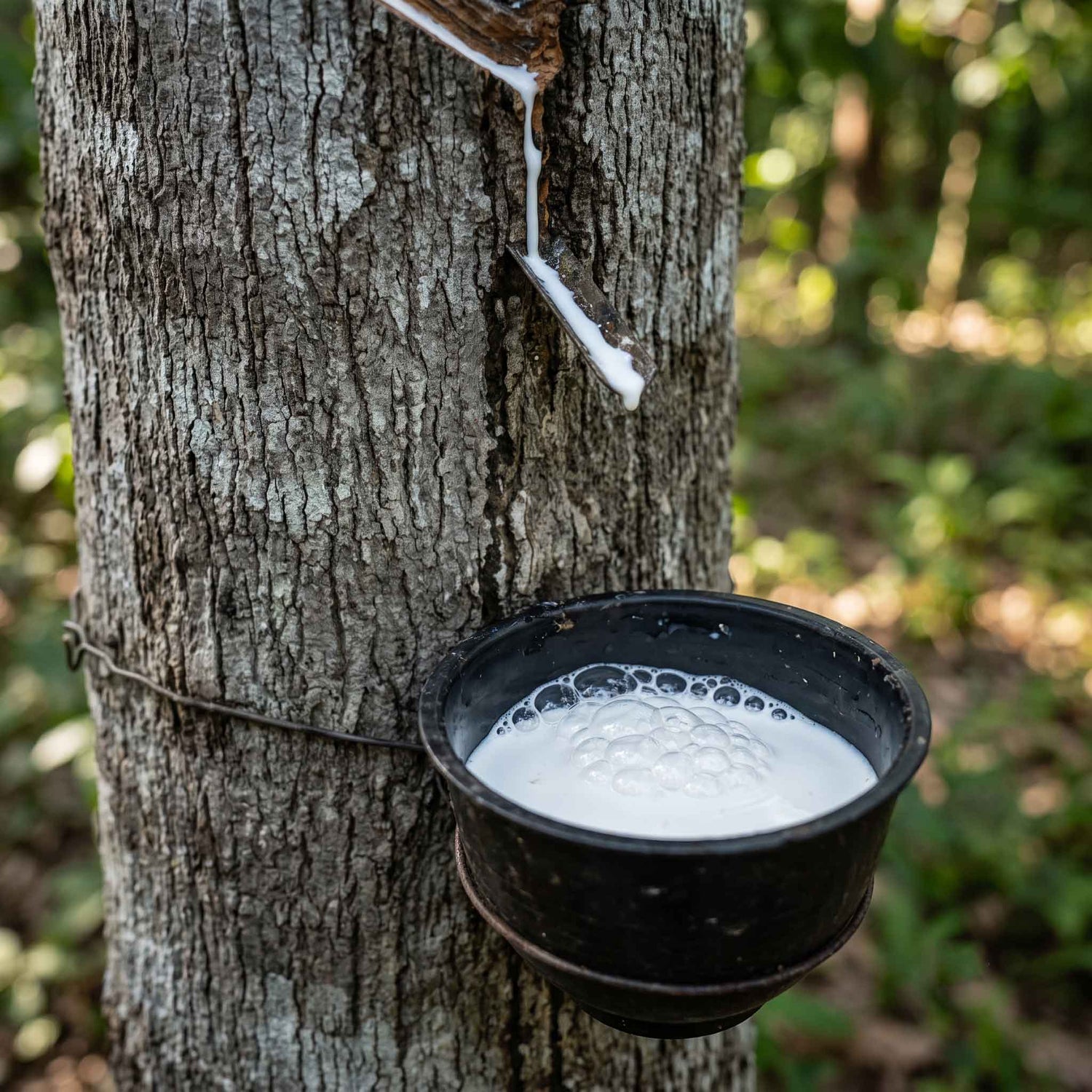 Natural vs. Synthetic Latex
